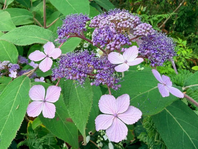 Hydrangea aspera villosa (Rough-Leaf Hydrangea)