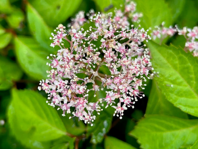 Hydrangea hirta 970702 (Mountain Hydrangea)