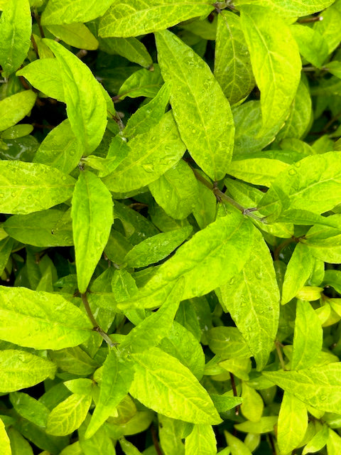 Hydrangea luteovensosa HC970561  (Hydrangea)