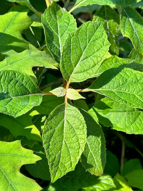 Hydrangea quercifolia 'Gatsby Star'  (Double Flower Oakleaf Hydrangea)