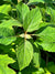 Hydrangea quercifolia 'Gatsby Star'  (Double Flower Oakleaf Hydrangea)