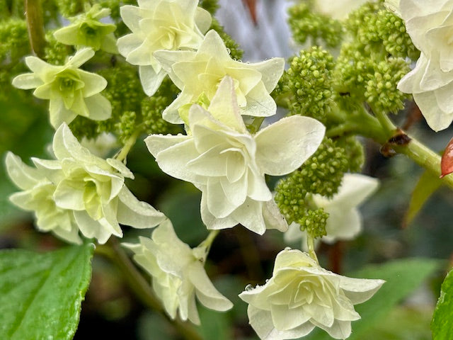 Hydrangea quercifolia 'Gatsby Star'  (Double Flower Oakleaf Hydrangea)