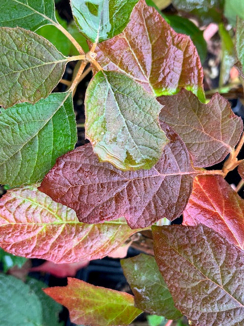 Hydrangea quercifolia &#39;Gatsby Star&#39;  (Double Flower Oakleaf Hydrangea)