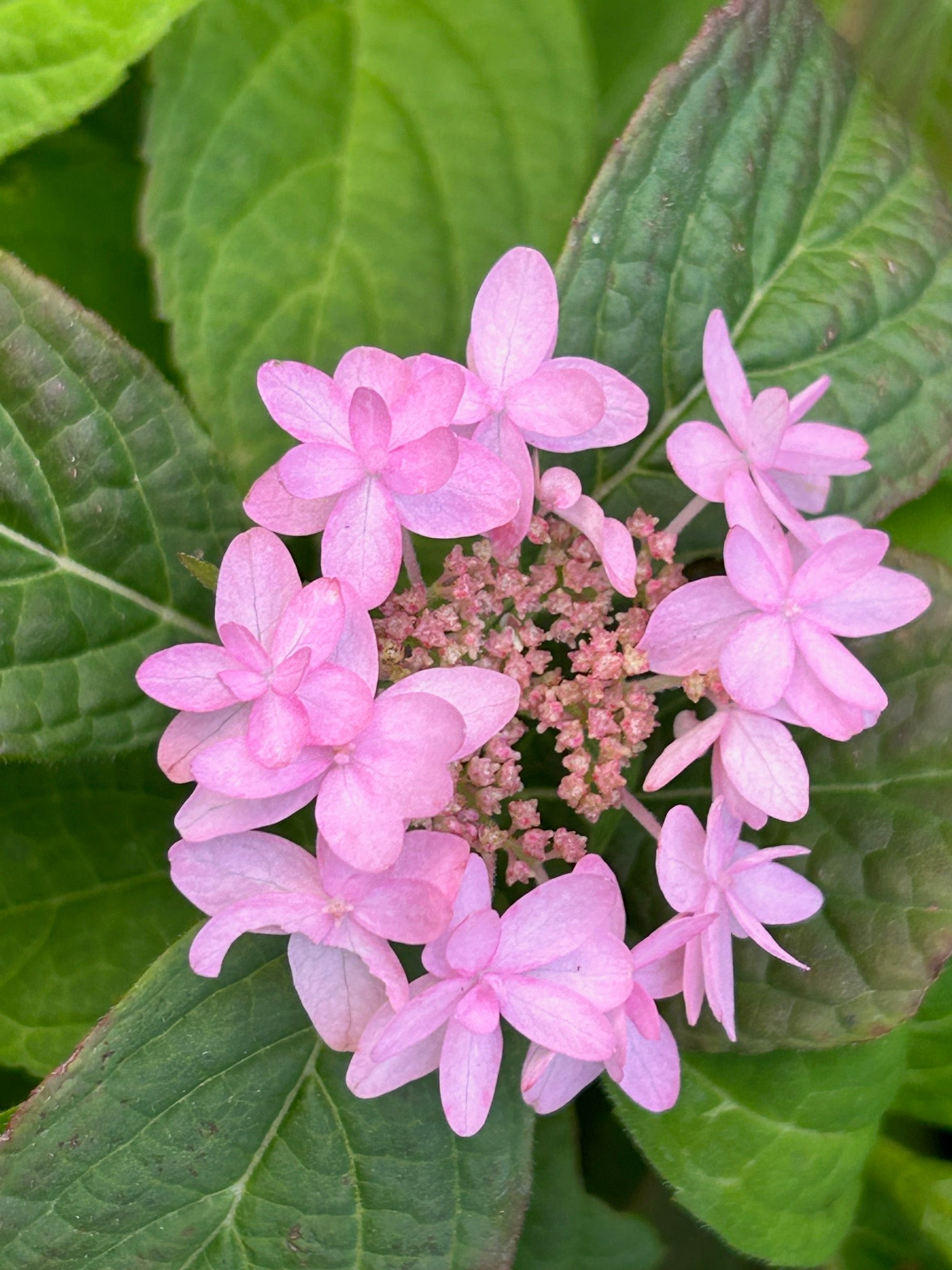 Hydrangea serrata 'Chiri San Sue' (Mountain Hydrangea)