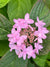 Hydrangea serrata 'Chiri San Sue' (Mountain Hydrangea)