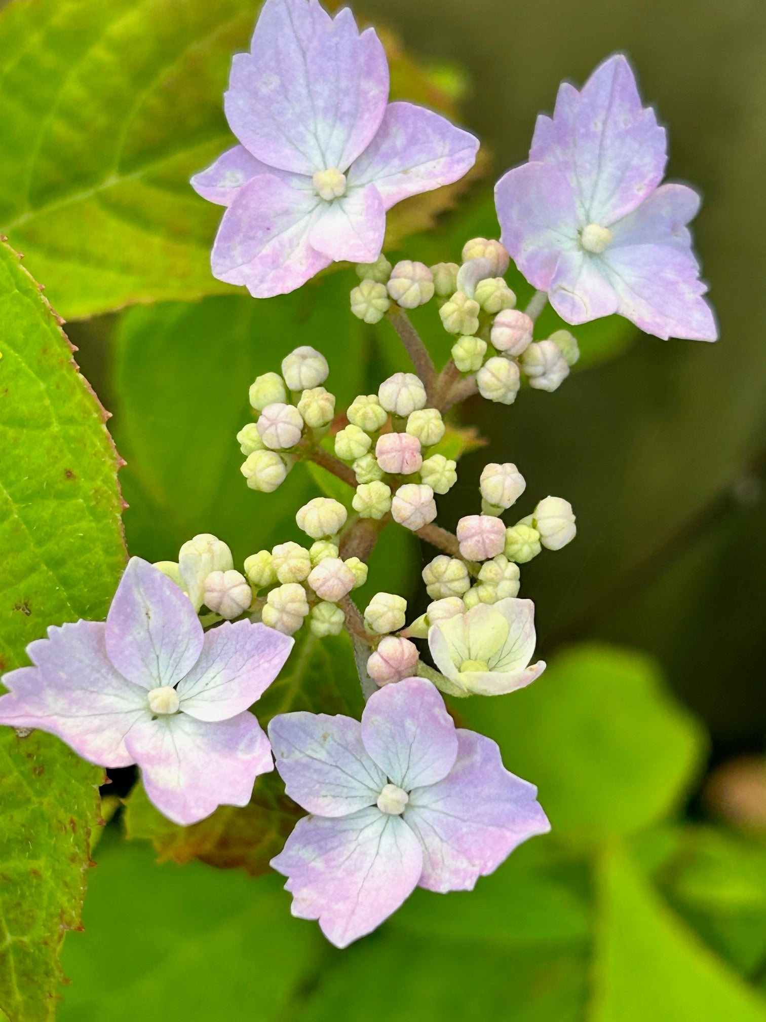 Hydrangea serrata 'Diadem' (Mountain Hydrangea)