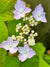 Hydrangea serrata 'Diadem' (Mountain Hydrangea)