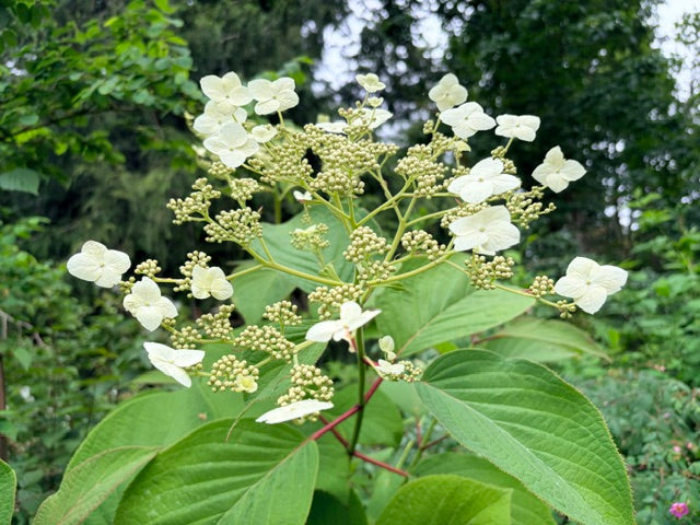 Hydrangea sp.  TDA 599 (Species Hydrangea)