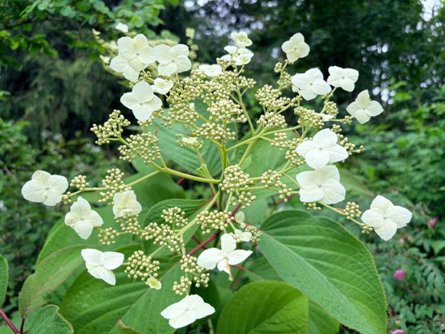 Hydrangea sp.  TDA 599 (Species Hydrangea)