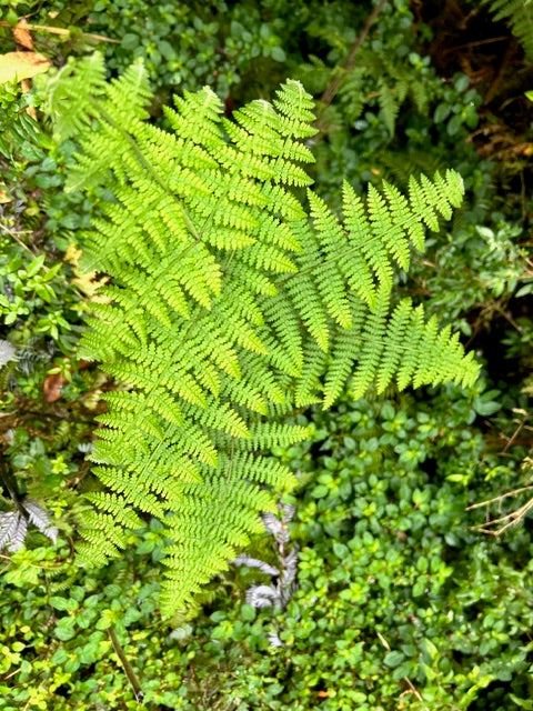 Hypolepis poeppigii 64SCAH25CHL