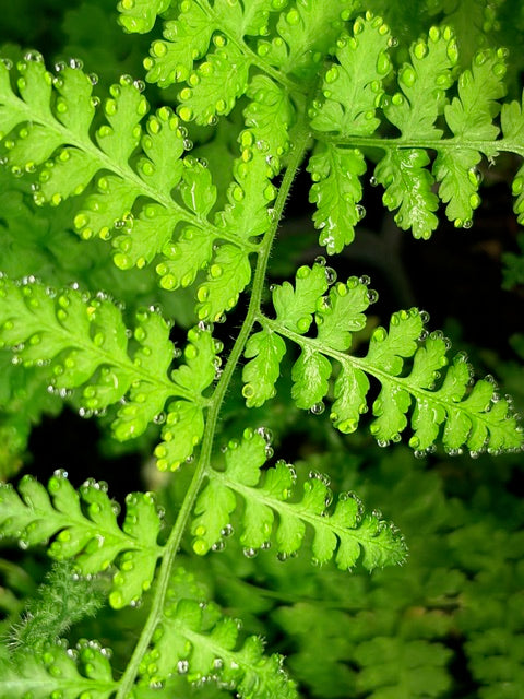 Hypolepis poeppigii 64SCAH25CHL  (Beadfern)