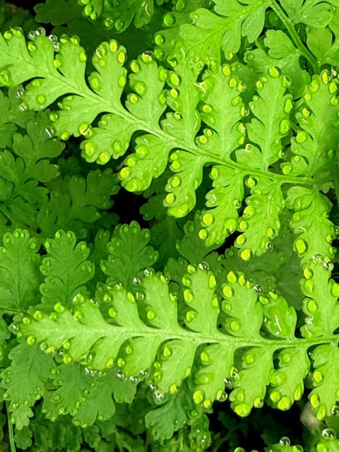 Hypolepis poeppigii 64SCAH25CHL  (Beadfern)