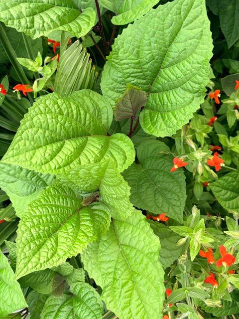 Clerodendron bungei  (Rose Glory Bower)