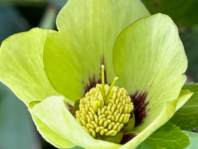 Helleborus &#39;Irish Luck&#39; (Lenten Rose)