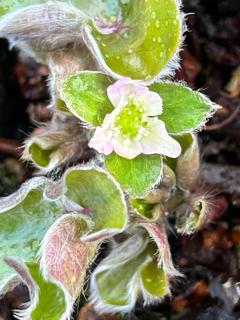 Hepatica maxima (Liverleaf)