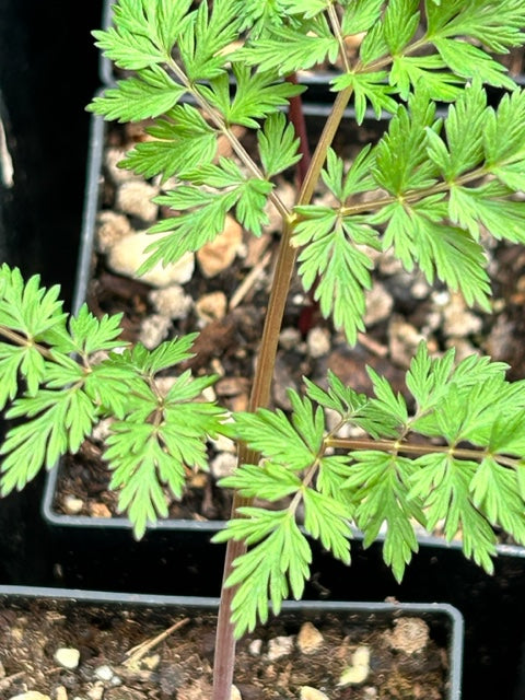 Lomatium dissectum  (Fernleaf Biscuitroot)