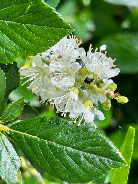 Clethra alnifolia &#39;Vanilla Spice&#39; (Summersweet)