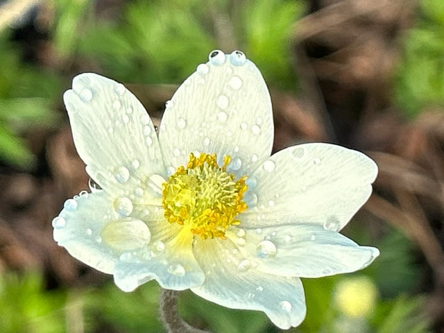 Anemone sylvestris &#39;Spring Beauty White&#39;  (White Windflower)