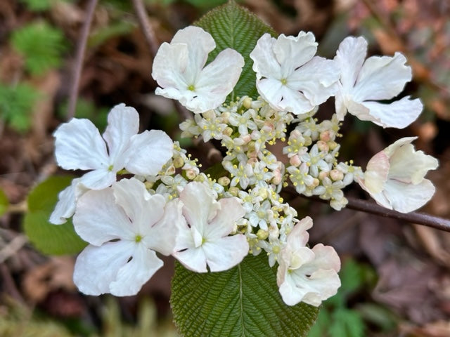 Viburnum furcatum (Species viburnum)