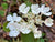 Viburnum furcatum (Species viburnum)