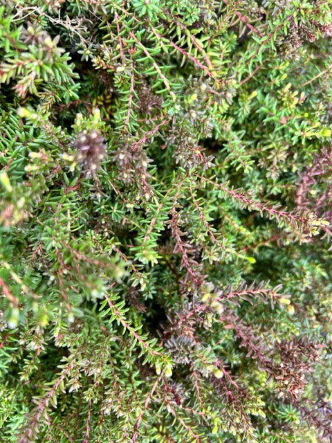 Empetrum nigrum (Crowberry)