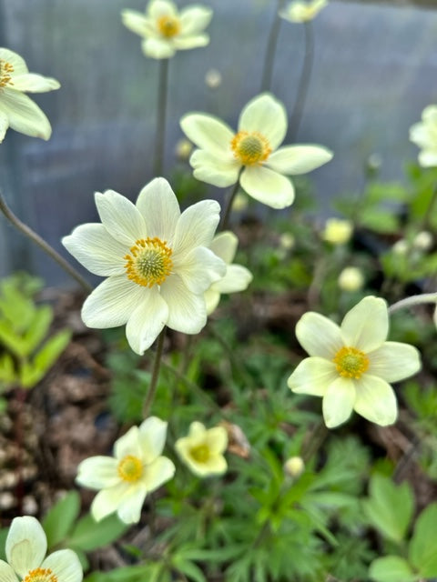 Anemone sylvestris &#39;Spring Beauty White&#39;  (White Windflower)