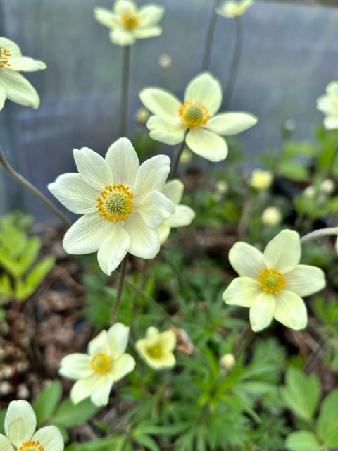 Anemone sylvestris 'Spring Beauty White'  (White Windflower)