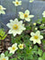 Anemone sylvestris 'Spring Beauty White'  (White Windflower)