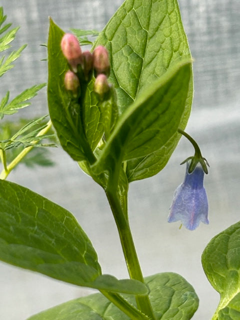 Mertensia platyphylla (Western Bluebells, Broadleaf Bluebells)