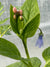 Mertensia platyphylla (Western Bluebells, Broadleaf Bluebells)