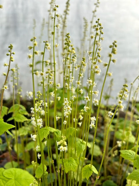 Mitella diphylla (Brewer&#39;s-Cap)