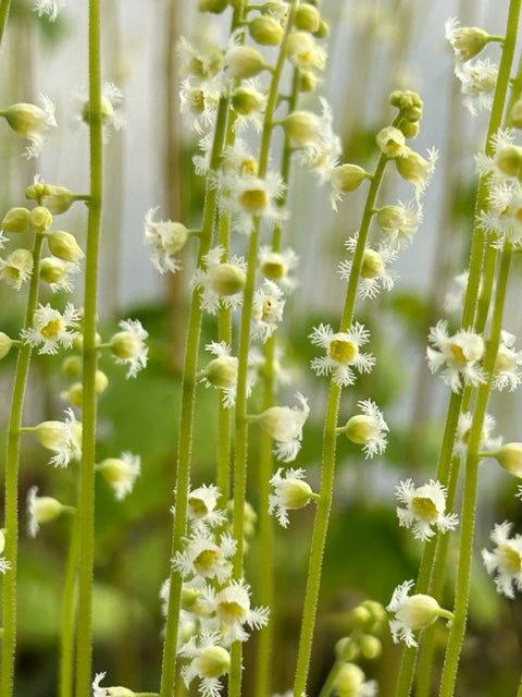 Mitella diphylla (Brewer&#39;s-Cap)