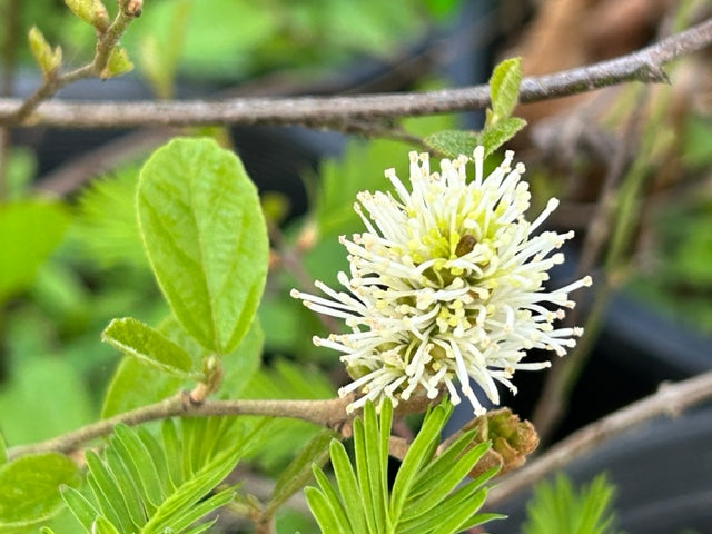 Fothergilla gardenii 'Harold Epstein' (Harold Epstein Dwarf Fothergilla)