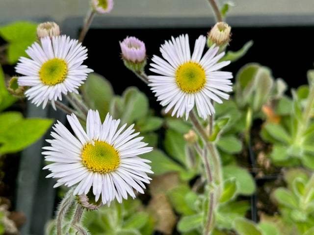 Erigeron pulchellus var. pulchellus 'Lynnhaven Carpet (Robin's Plantain)