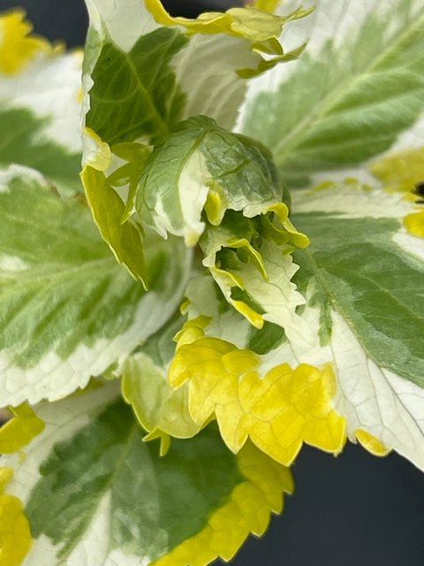 Hydrangea macrophylla 'New Wave' (Hydrangea)