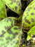 Tricyrtis hirta 'Taiwan Adbane' (Toad Lily)