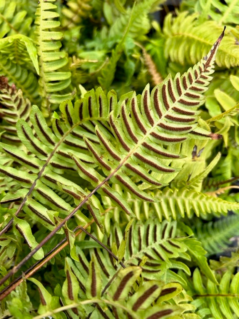 Blechnum appendiculatum  (Hammock Fern)