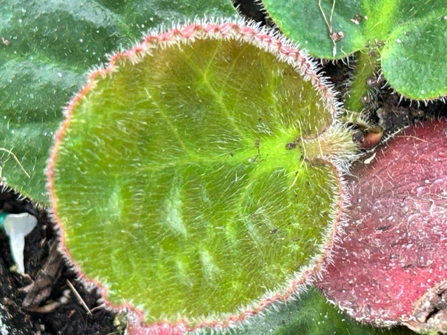 Bergenia ciliata &#39;Dumbo&#39; (Elephant Eared Saxifrage)