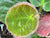 Bergenia ciliata 'Dumbo' (Elephant Eared Saxifrage)