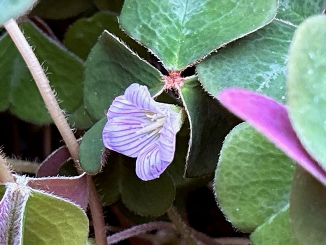 Oxalis oregana 'Klamath Ruby' (Redwood Sorrel)