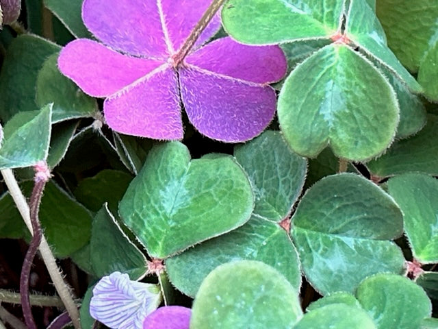 Oxalis oregana &#39;Klamath Ruby&#39; (Redwood Sorrel)