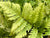 Woodwardi semicordata (Mexican Woodwardia)