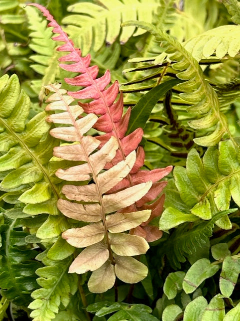 Blechnum appendiculatum  (Hammock Fern)