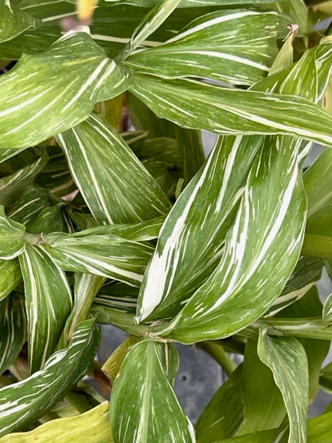 Hedychium &#39;Tahitian Flame&#39; (Variegated Hardy Ginger)