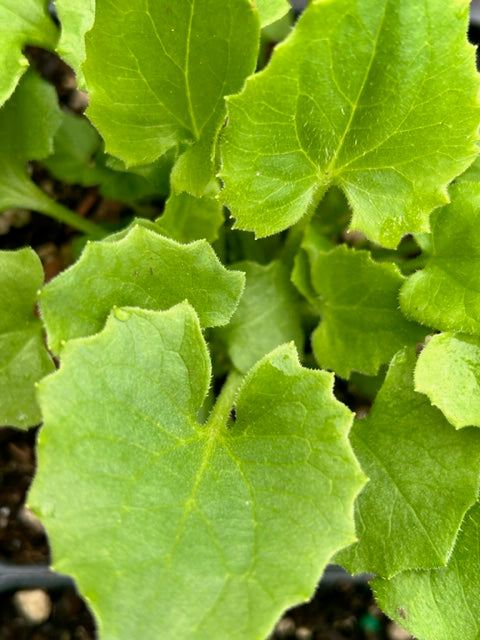 Doronicum orientale 'Little Leo' (Leopard's Bane)