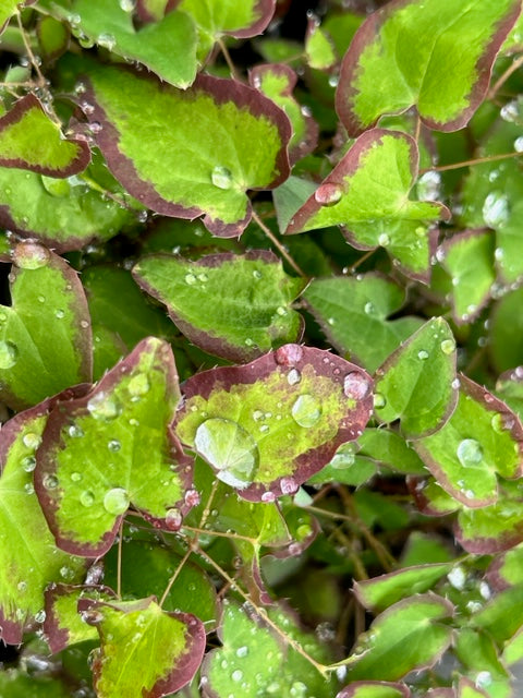 Epimedium grandiflorum var. higoense 'Bandit' (Barrenwort)