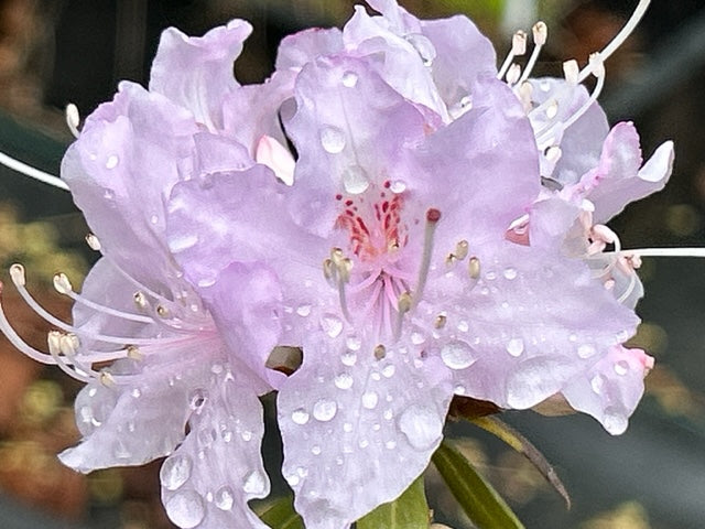 Rhododendron davidsonianum (Species Rhododendron) - Keeping It Green Nursery