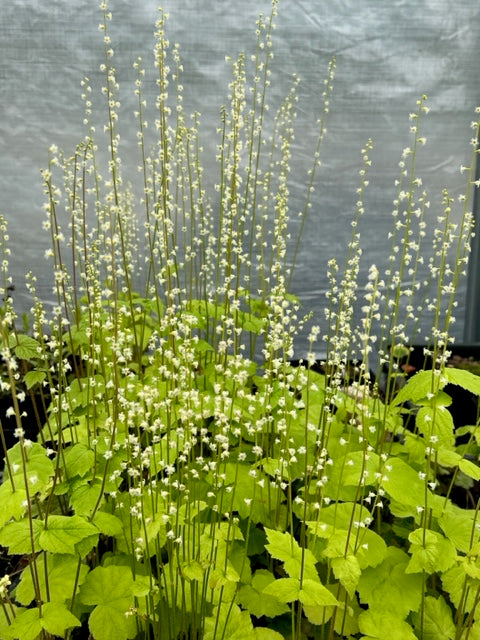 Mitella diphylla (Brewer&#39;s-Cap)