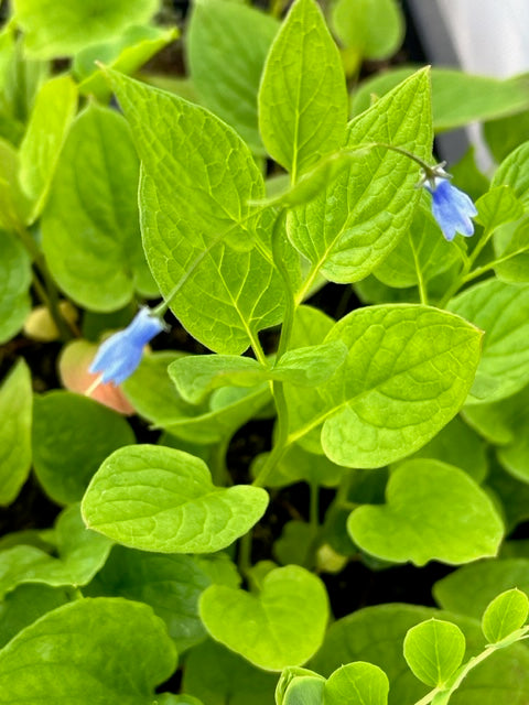 Mertensia platyphylla (Western Bluebells, Broadleaf Bluebells)