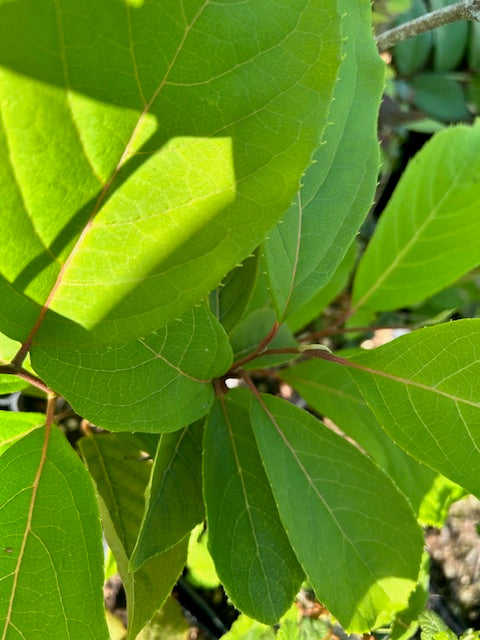 Pterostyrax corymbosus (Little Epaulette Tree)